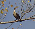 Double-crested Cormorant, juvenile