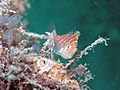 Dwarf HawkFish