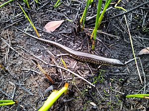 Eulamprus leuraensis - The Blue Mountains Water Skink.jpg