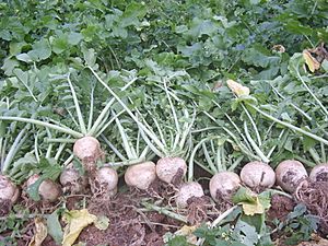 Gegeolmu (Korean radish).jpg