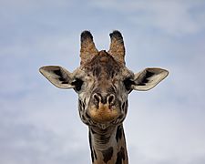 Giraffe close up