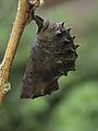 Great eggfly pupa