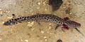 Gulf Coast waterdog (Necturus beyeri), St. Tammany Parish, Louisian.jpg