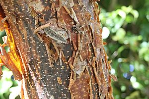 Gumbo Limbo Tree