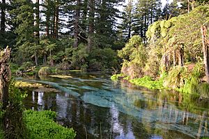 The Hamurana stream in the Hamurana Springs Recreation Reserve