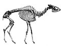 Helladotherium