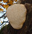 Hericium erinaceus