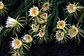 Hylocereus undatus in bloom in Kona