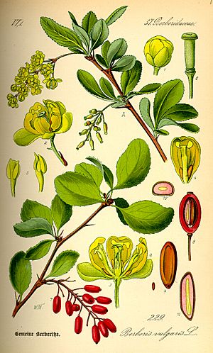 Illustration Berberis vulgaris0.jpg