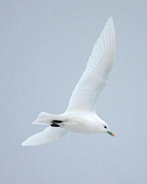 Ivory Gull 1