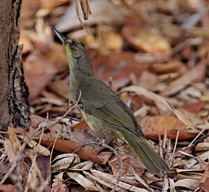 Long-billed greenbul.jpg