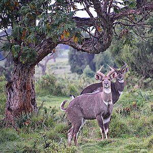 Mountain Nyala (M), Bale,Ethiopia (14496349688)