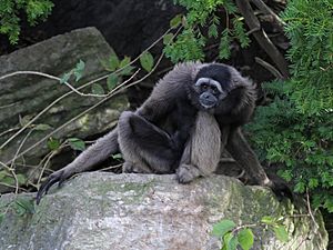 MuellersGibbon.jpg