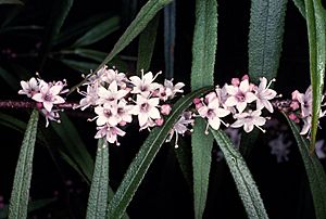 Myoporum bateae.jpg