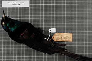 Naturalis Biodiversity Center - RMNH.AVES.140788 1 - Astrapia stephaniae stephaniae (Finsch, 1885) - Paradisaeidae - bird skin specimen