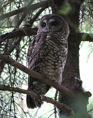 NorthernSpottedOwlOregonZoo