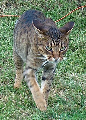 Ocicat Rizzo moving