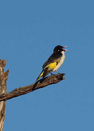 Painted Honeyeater Vocal