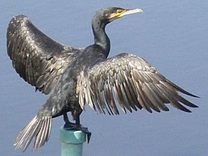 Phalacrocorax carbo ja01