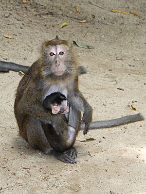 Philippine long-tailed macaque.jpg