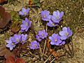 Ranuncolaceae - Anemone hepatica-2