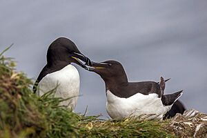 Razorbill (Alca torda) pair