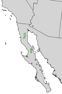 Rhus kearneyi range map 4