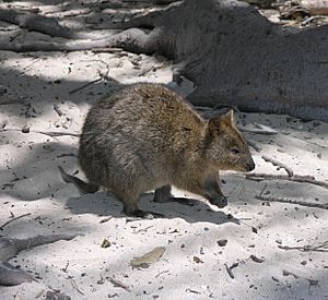 Rottnest Quokka 2004 SeanMcClean