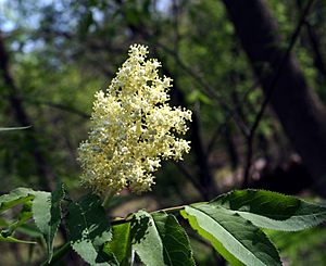 Sambucus pubens.jpg