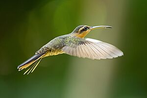 Saw-billed Hermit Ramphodon naevius