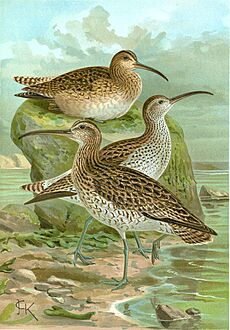 Slender-billed curlew (Naumann)