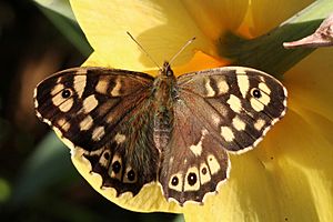 Speckled wood (Pararge aegeria) female 3