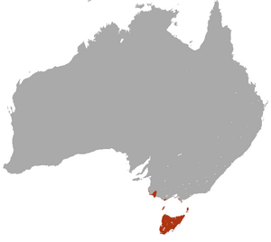 Swamp Antechinus area.png