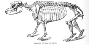 TapirSkelLyd2