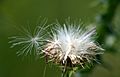 Thistledown 1781