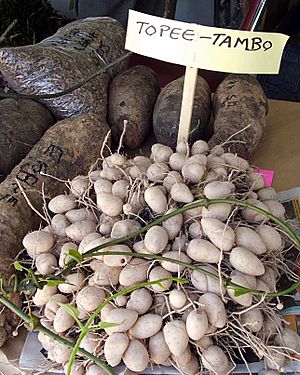 Topee-Tambo, Trinidad and Tobago