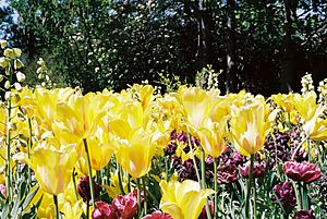 Tulips at Thanksgiving Point tulip festival