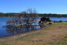 Uprooted Tree at Hawley Lake