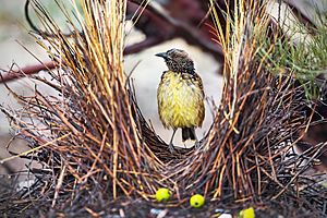 Western Bowerbird 0A2A0436.jpg