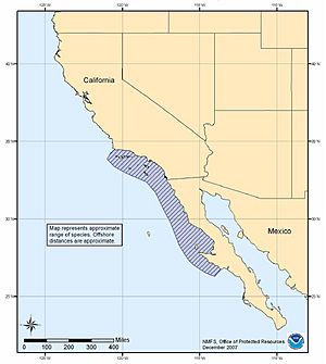 White abalone range