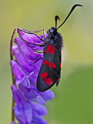 Zygaena filipendulae Six spot Burnet 7-30-12