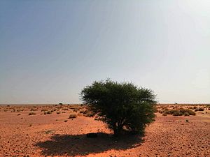 Landscape of Tamanrasset Province