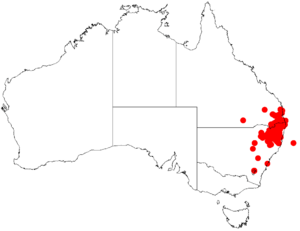 Acacia viscidulaDistMap946.png