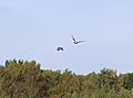 Accipiter gentilis chasing Pandion haliaetus