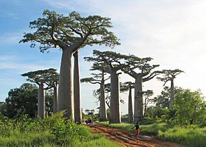 Adansonia grandidieri02