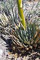 Agave utahensis leaves