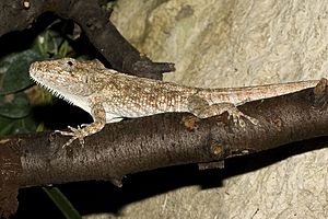 Anolis.barbatus.7036.jpg