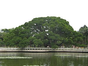 Banyan King, Fuzhou