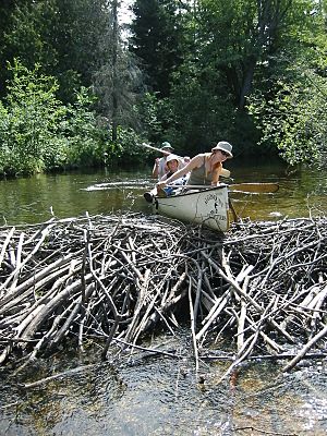 Beaver dam in Algonquin Park