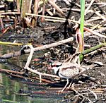 Black-fronted Dotterel.jpg